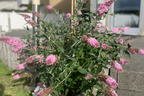 Schmetterlingsflieder / Sommerflieder 'Pink Panther' - Buddleja davidii 'Pink Panther'