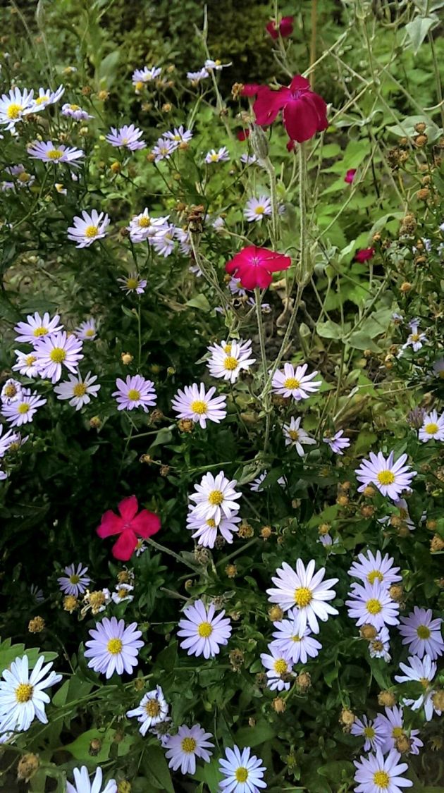 Schönaster 'Blue Star' - Kalimeris incisa 'Blue Star'