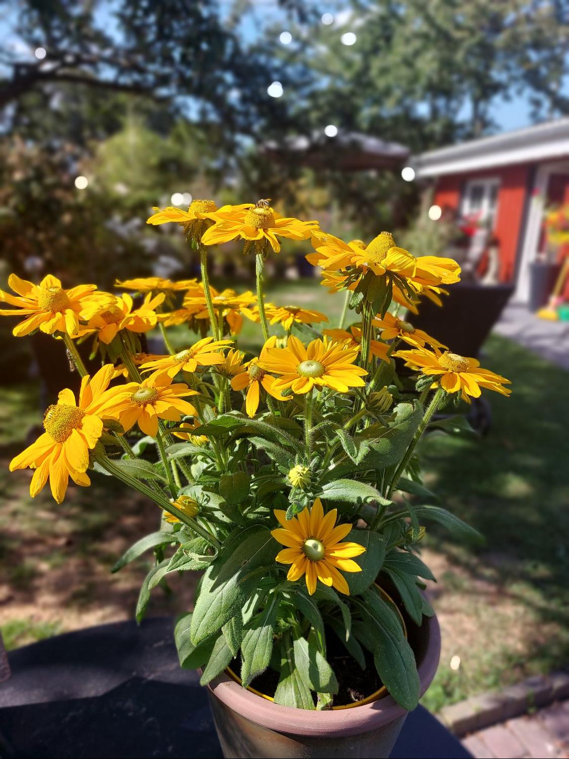 Schwarzäugige Rudbeckie Sunbeckia ® 'Ophelia' - Rudbeckia hirta Sunbeckia ® 'Ophelia'