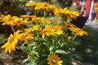 Schwarzäugige Rudbeckie Sunbeckia ® 'Ophelia' - Rudbeckia hirta Sunbeckia ® 'Ophelia'