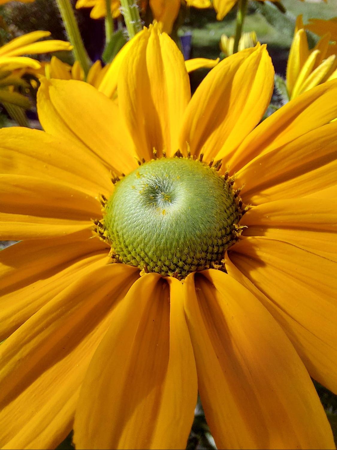 Schwarzäugige Rudbeckie Sunbeckia ® 'Ophelia' - Rudbeckia hirta Sunbeckia ® 'Ophelia'