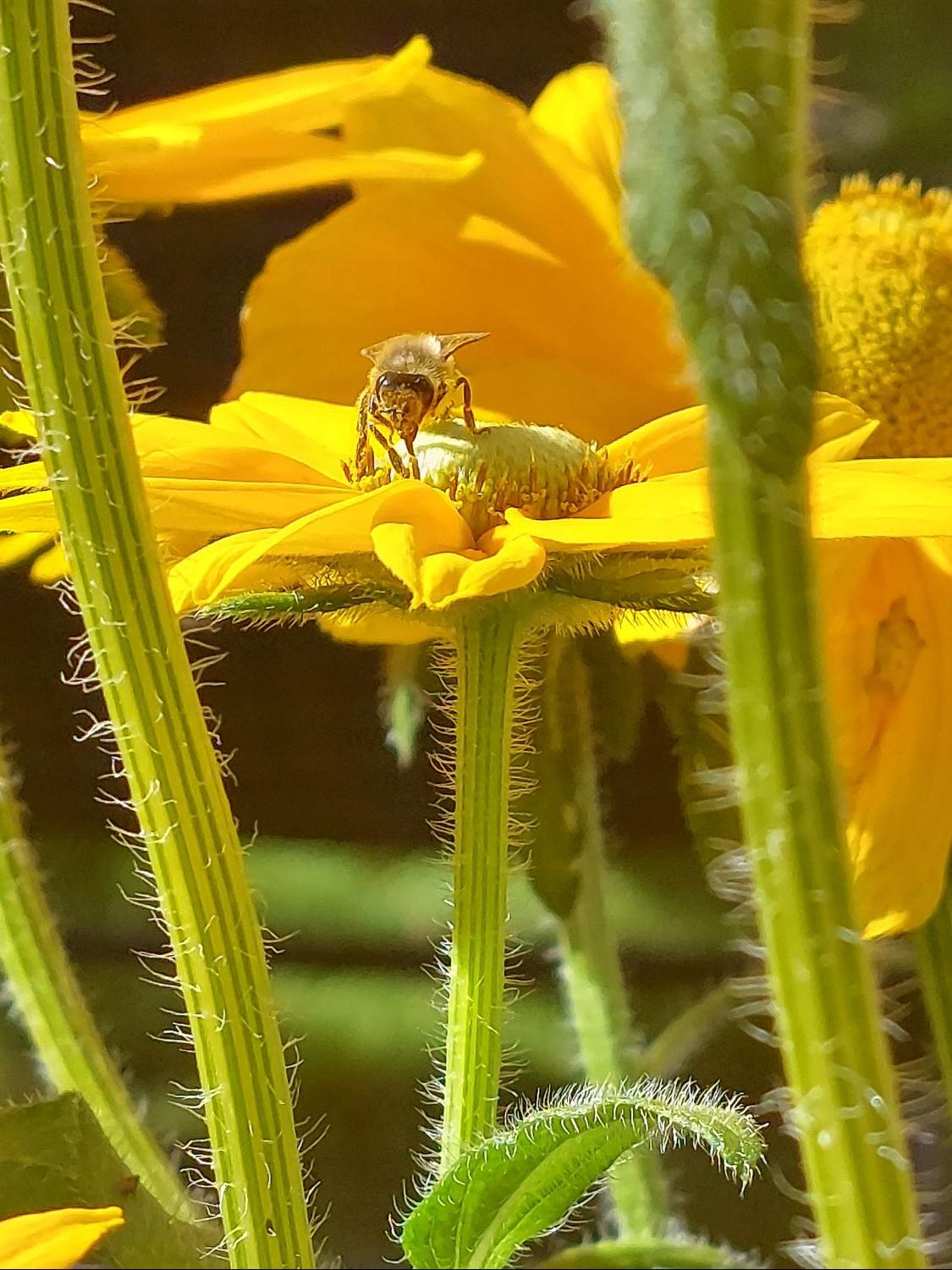 Schwarzäugige Rudbeckie Sunbeckia ® 'Ophelia' - Rudbeckia hirta Sunbeckia ® 'Ophelia'