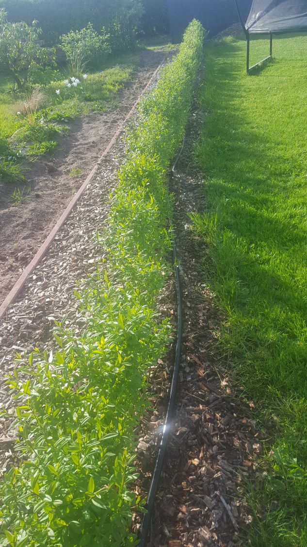 Schwarzgrüner Liguster 'Atrovirens' - Ligustrum vulgare 'Atrovirens'