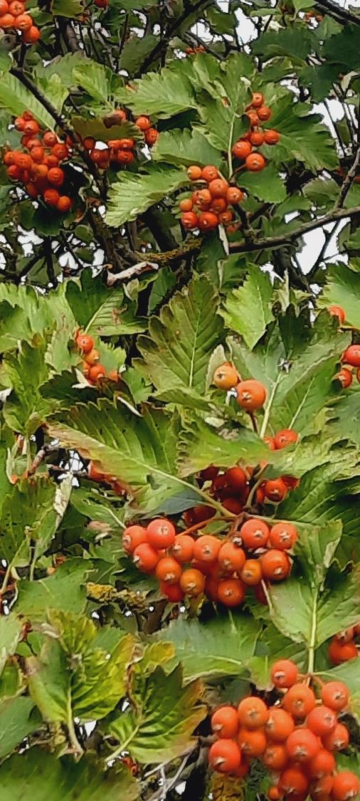 Schwedische Mehlbeere / Oxelbeere - Sorbus x intermedia