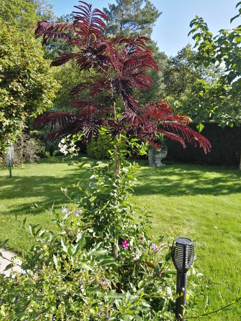 Seidenbaum / Schlafbaum / Seidenakazie 'Summer Chocolate' - Albizia julibrissin 'Summer Chocolate'