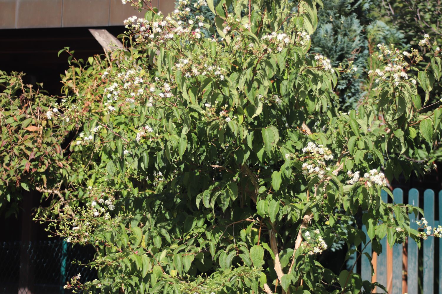 SiebenSöhnedesHimmelsStrauch Heptacodium miconioides Baumschule Horstmann