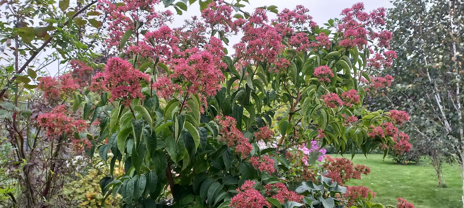 SiebenSöhnedesHimmelsStrauch Heptacodium miconioides Baumschule