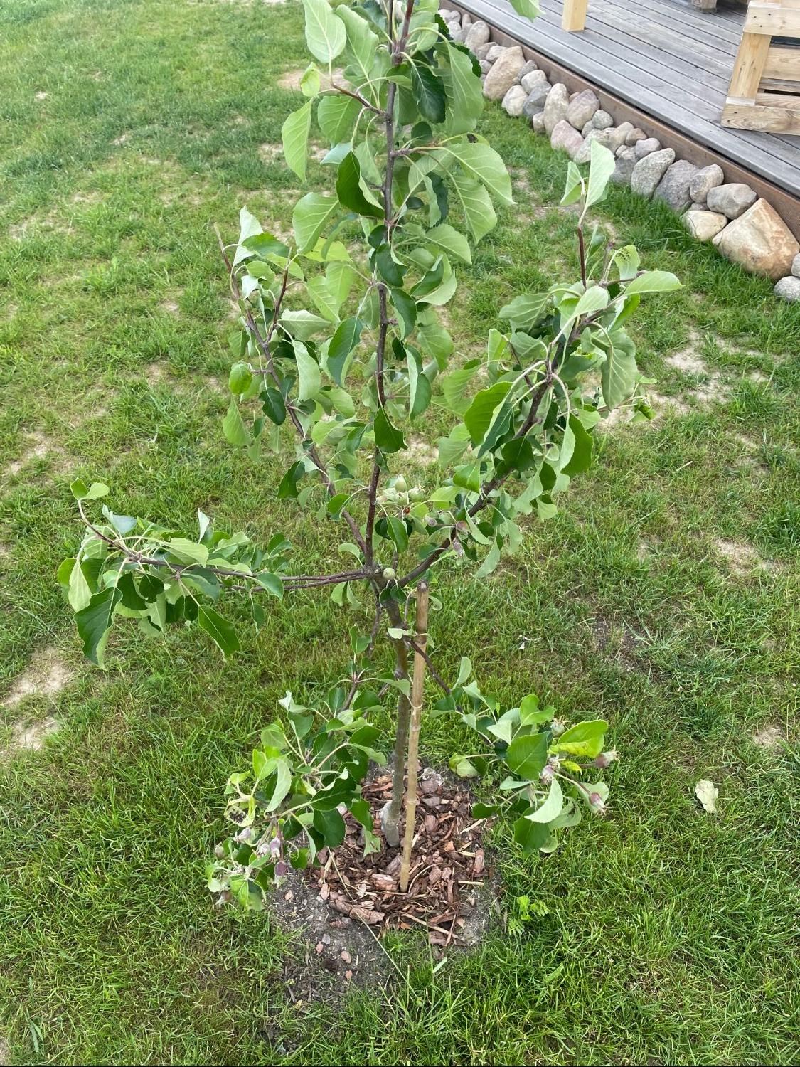 Sommerapfel 'James Grieve' - Malus 'James Grieve'