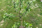 Sommerapfel 'James Grieve' - Malus 'James Grieve'