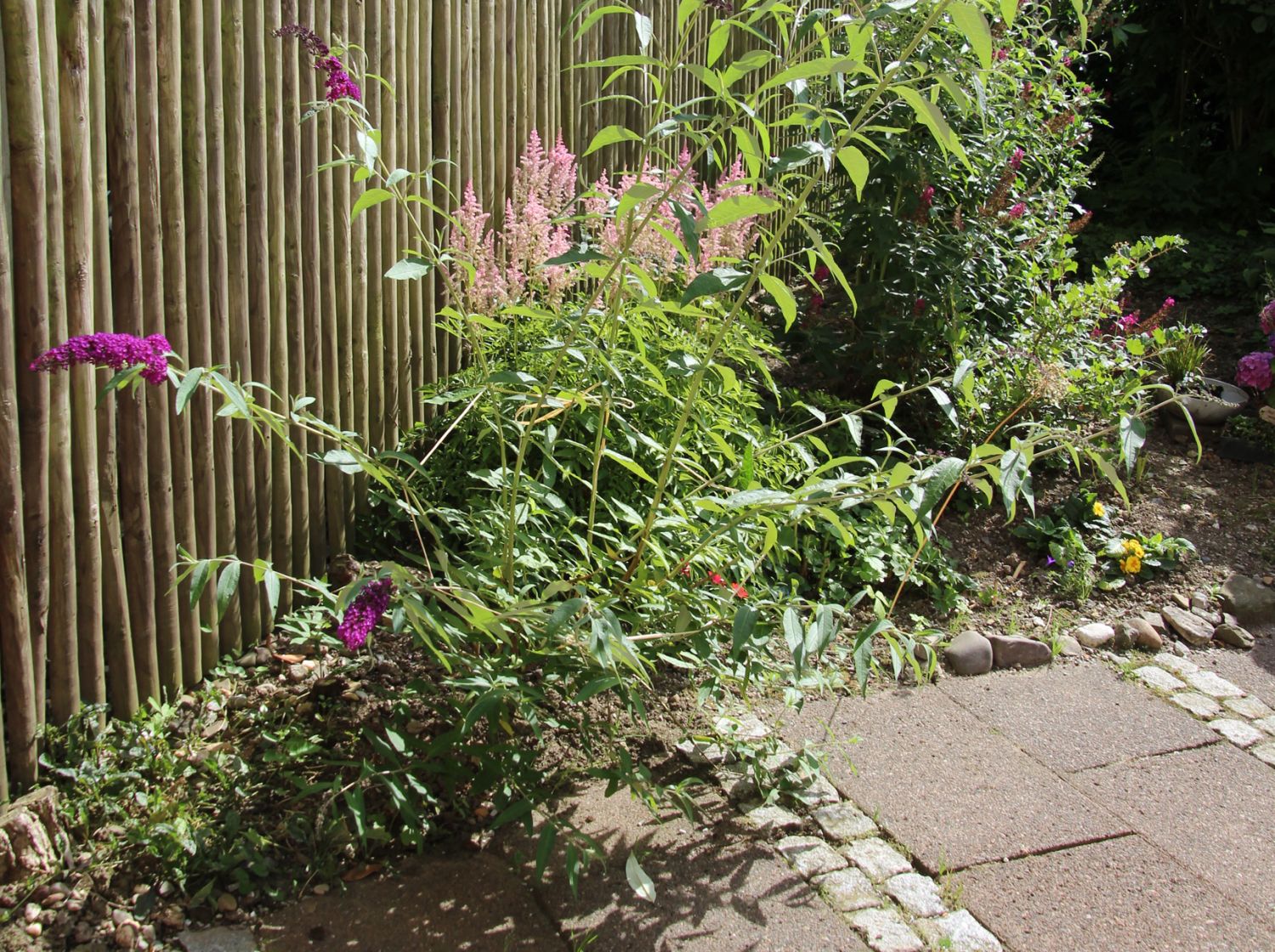 Schmetterlingsflieder / Sommerflieder 'Berries and Cream' - Buddleja davidii 'Berries and Cream'