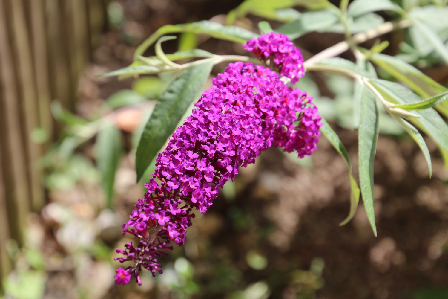 Schmetterlingsflieder / Sommerflieder 'Berries and Cream' - Buddleja davidii 'Berries and Cream'