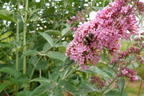 Schmetterlingsflieder / Sommerflieder 'Pink Panther' - Buddleja davidii 'Pink Panther'