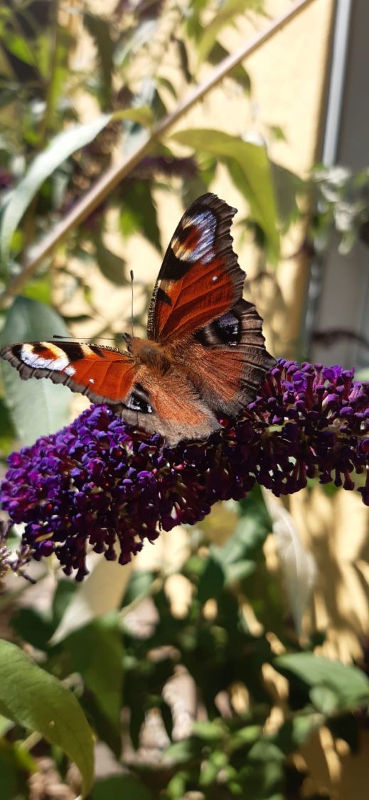 Sommerflieder / Schmetterlingsstrauch 'Tricolor' - Buddleja davidii 'Tricolor'