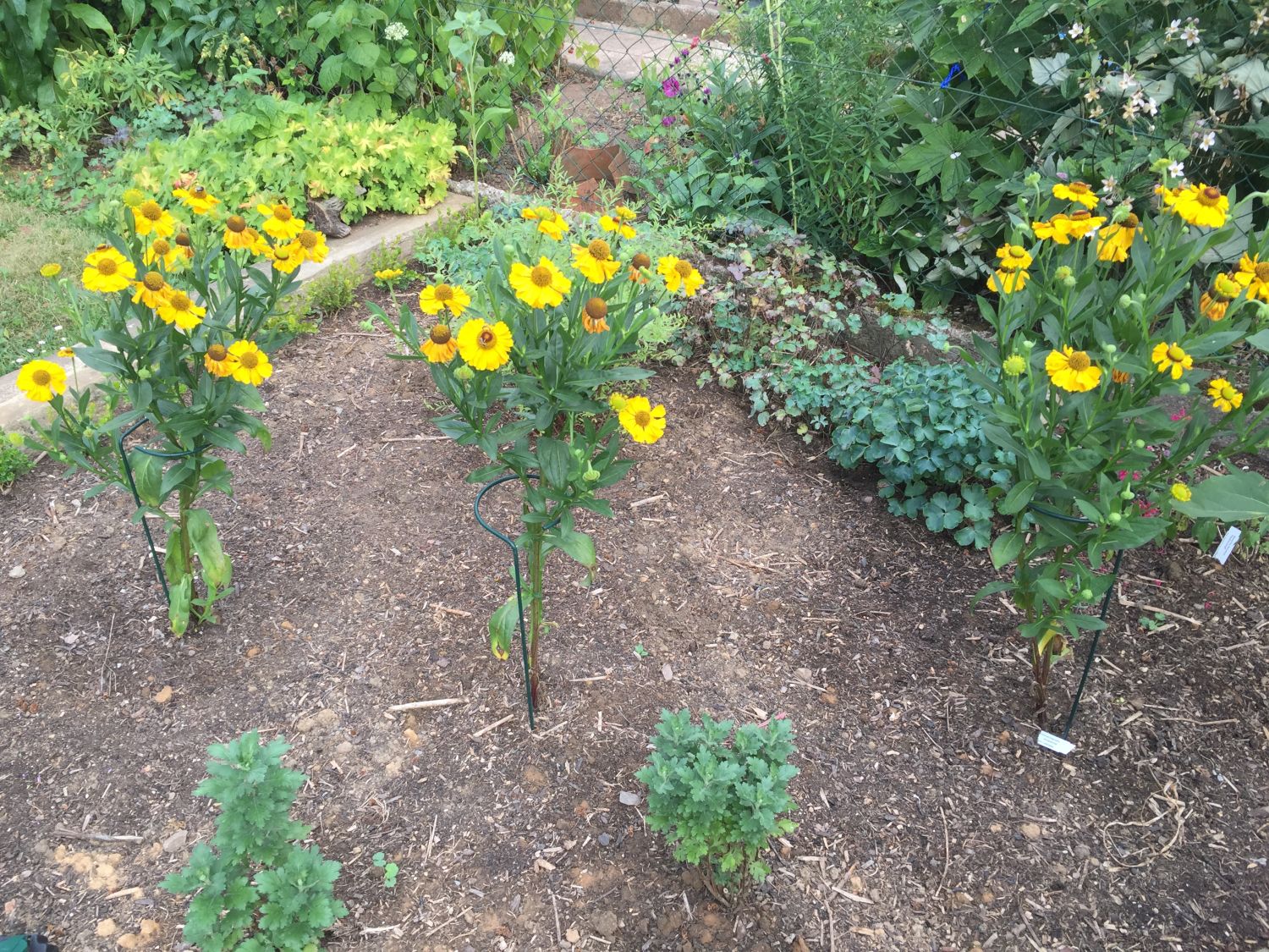 Sonnenbraut 'El Dorado' - Helenium x cultorum 'El Dorado'