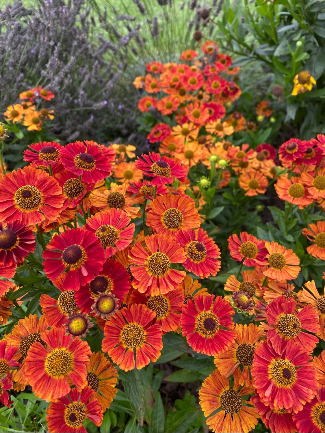 Sonnenbraut 'Salsa' ® - Helenium x cultorum 'Salsa' ®