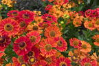 Sonnenbraut 'Salsa' ® - Helenium x cultorum 'Salsa' ®