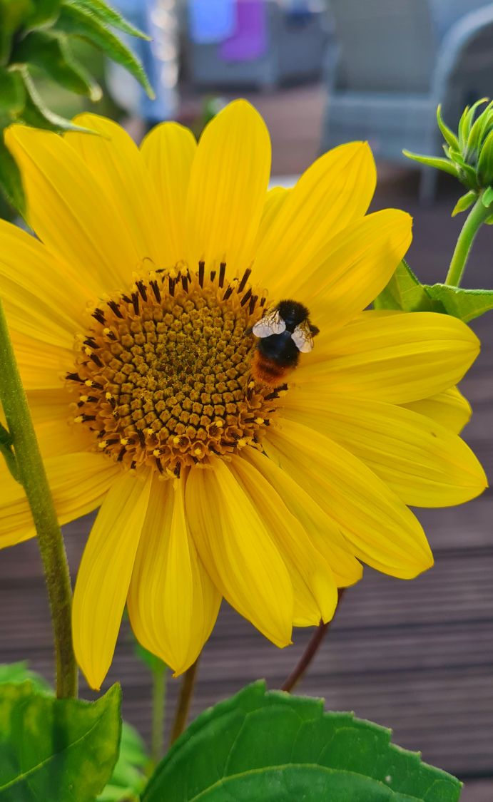 StaudenSonnenblume 'Capenoch Star' bestes StaudenWissen