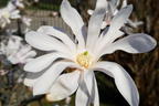 Sternmagnolie - Magnolia stellata