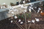 Sternmagnolie - Magnolia stellata