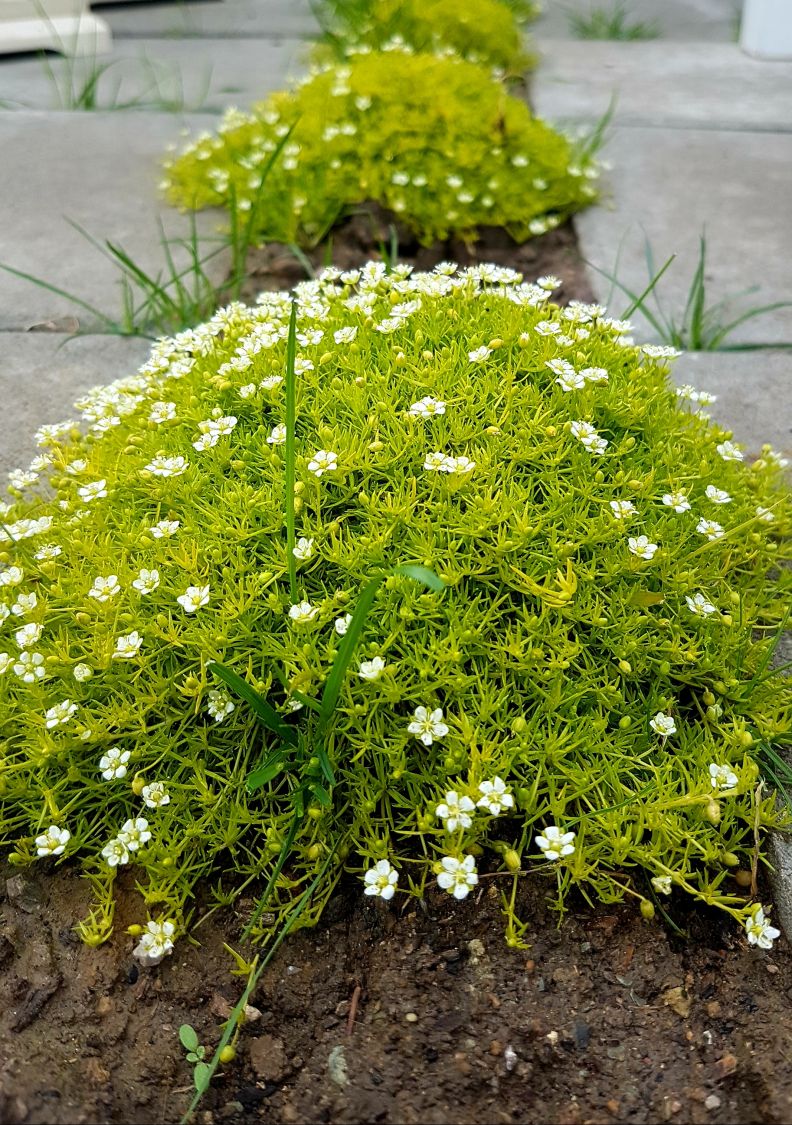 Sternmoos - Sagina subulata