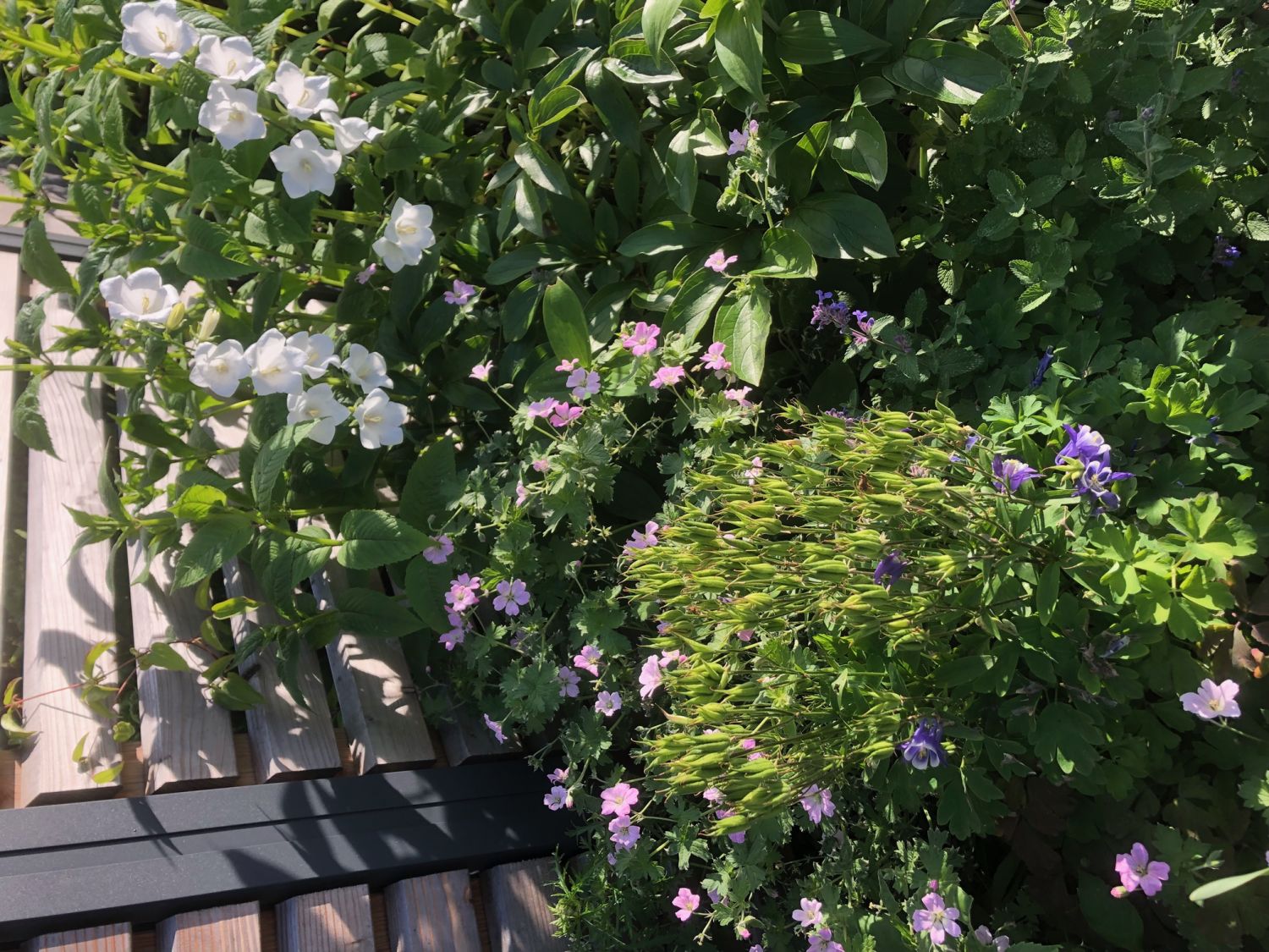 Storchschnabel 'Dreamland' - Geranium x cultorum 'Dreamland'