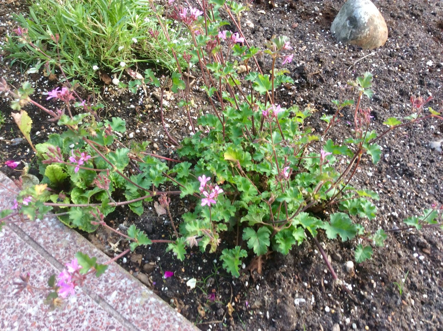 Storchschnabel 'Orkney Cherry' - Geranium x oxonianum 'Orkney Cherry'