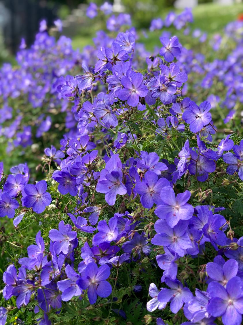 Storchschnabel 'Rozanne' ® - Geranium wallichianum 'Rozanne' ®