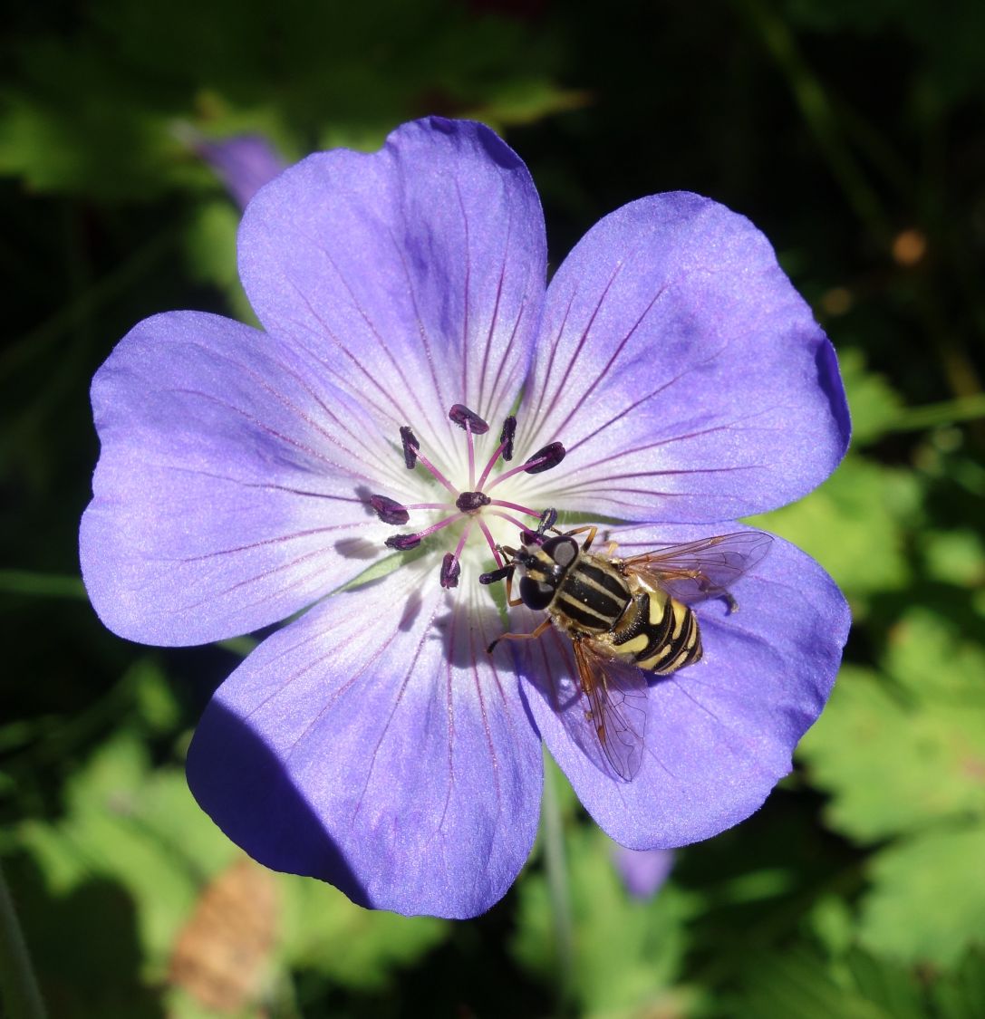 Storchschnabel 'Rozanne' ® - Geranium wallichianum 'Rozanne' ®