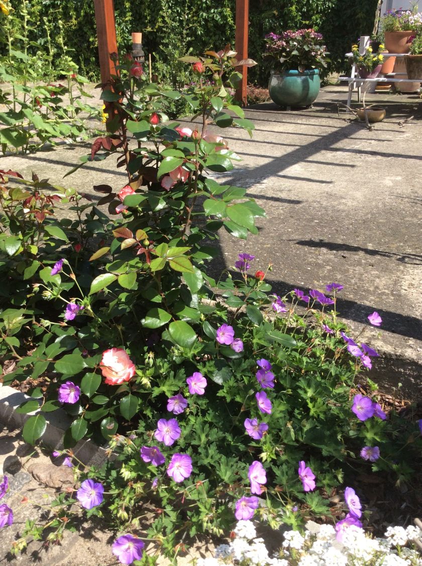 Storchschnabel 'Rozanne' ® - Geranium wallichianum 'Rozanne' ®