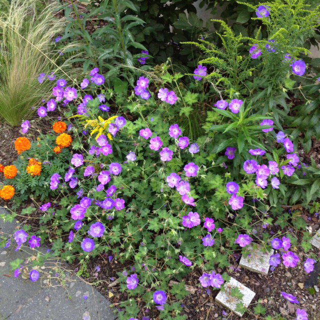 Storchschnabel 'Rozanne' ® - Geranium wallichianum 'Rozanne' ®