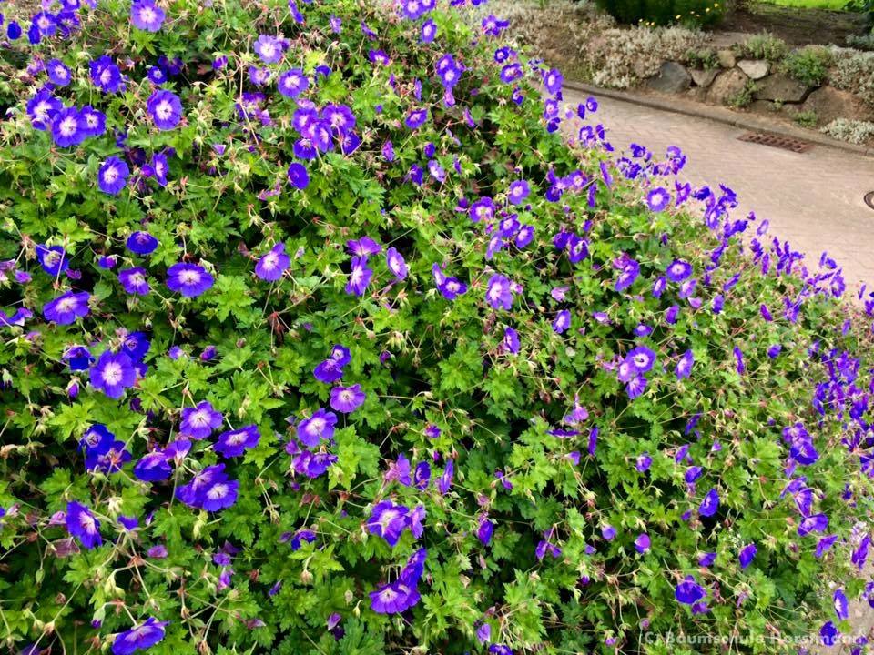Storchschnabel 'Rozanne' ® - Geranium wallichianum 'Rozanne' ®