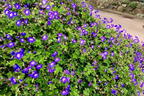 Storchschnabel 'Rozanne' ® - Geranium wallichianum 'Rozanne' ®