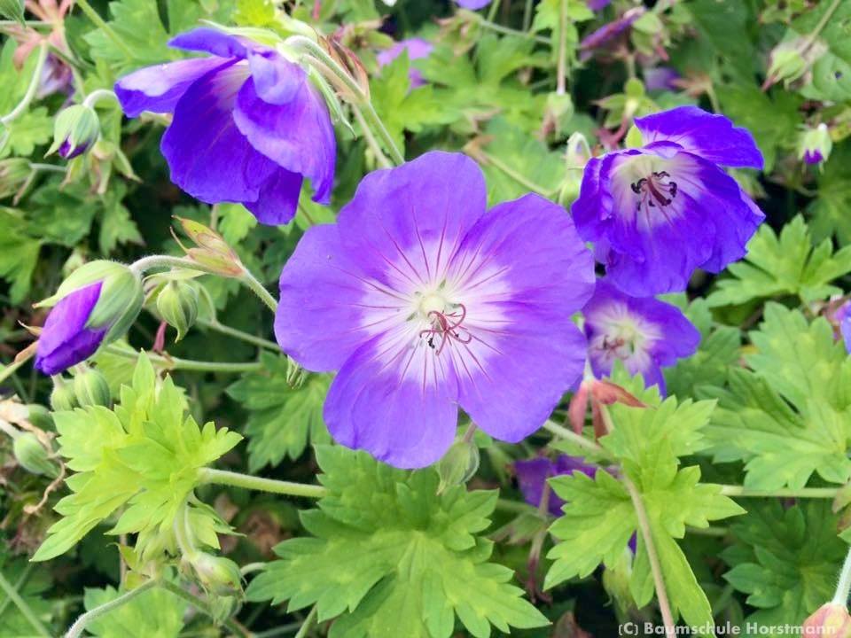 Storchschnabel 'Rozanne' ® - Geranium wallichianum 'Rozanne' ®