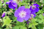 Storchschnabel 'Rozanne' ® - Geranium wallichianum 'Rozanne' ®