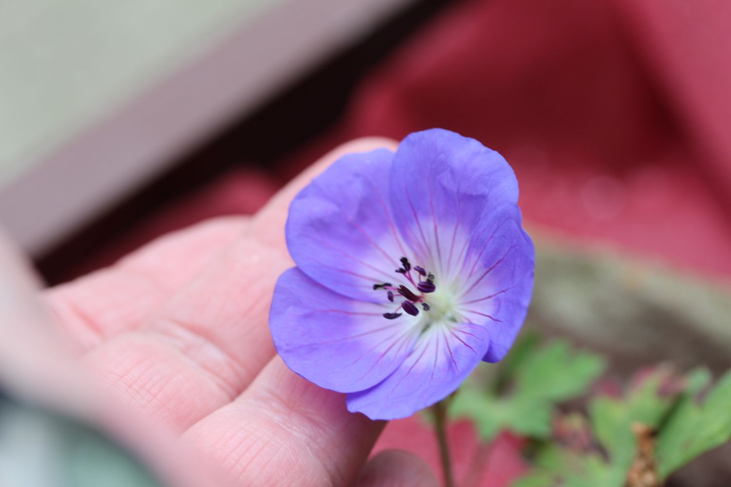 Storchschnabel 'Rozanne' ® - Geranium wallichianum 'Rozanne' ®
