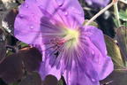 Storchschnabel 'Rozanne' ® - Geranium wallichianum 'Rozanne' ®