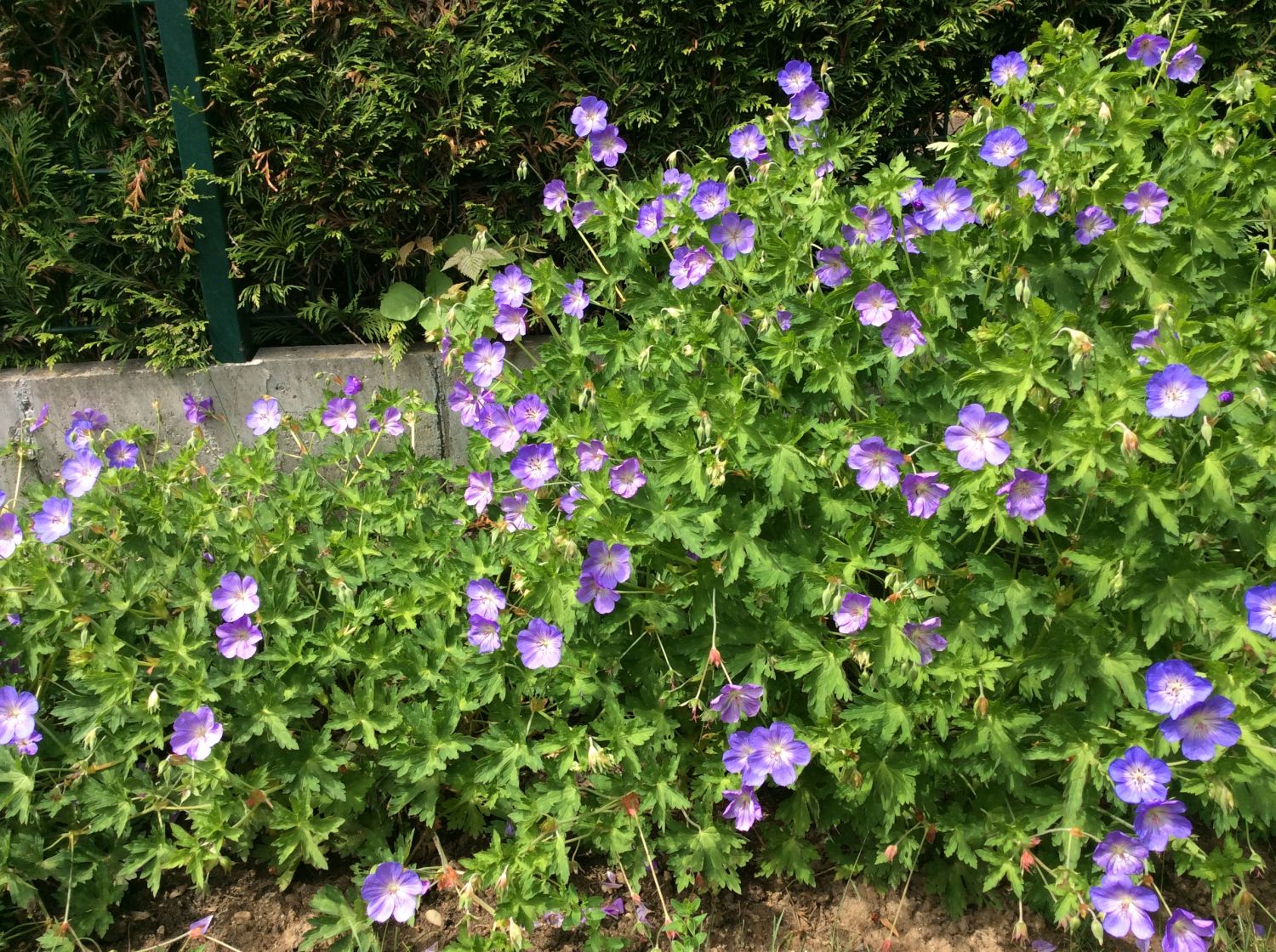 Storchschnabel 'Rozanne' ® - Geranium wallichianum 'Rozanne' ®