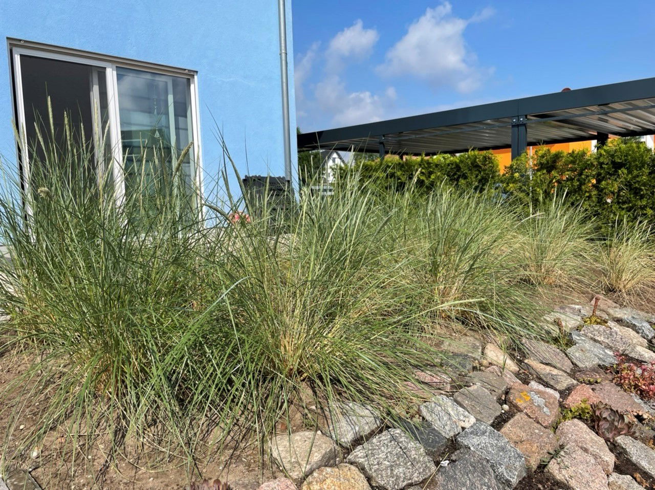 Strandhafer - Ammophila arenaria