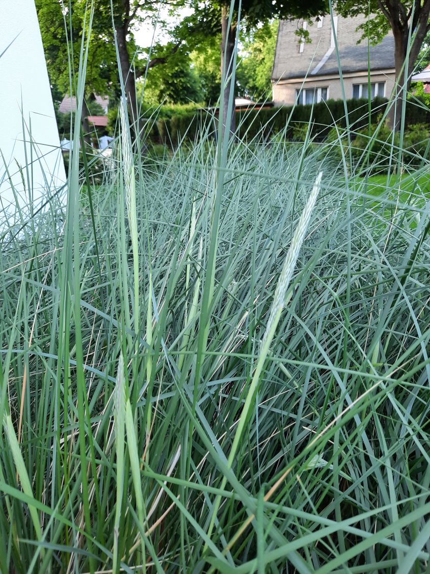 Strandhafer - Ammophila arenaria
