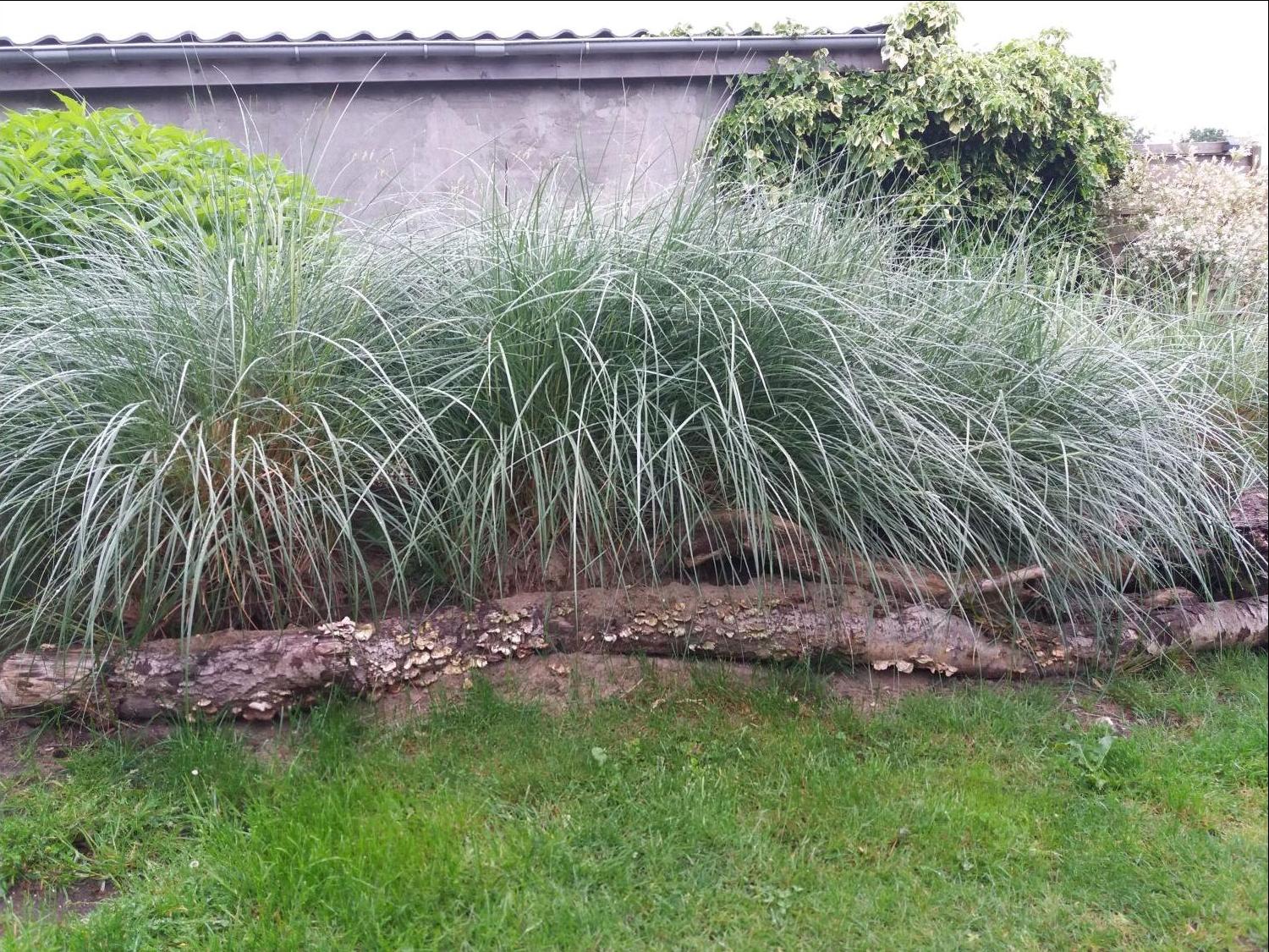 Strandhafer - Ammophila arenaria