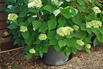 Strauch-Hortensie PROVEN WINNERS ® 'Lime Rickey' ® - Hydrangea arborescens PROVEN WINNERS ® 'Lime Rickey' ®