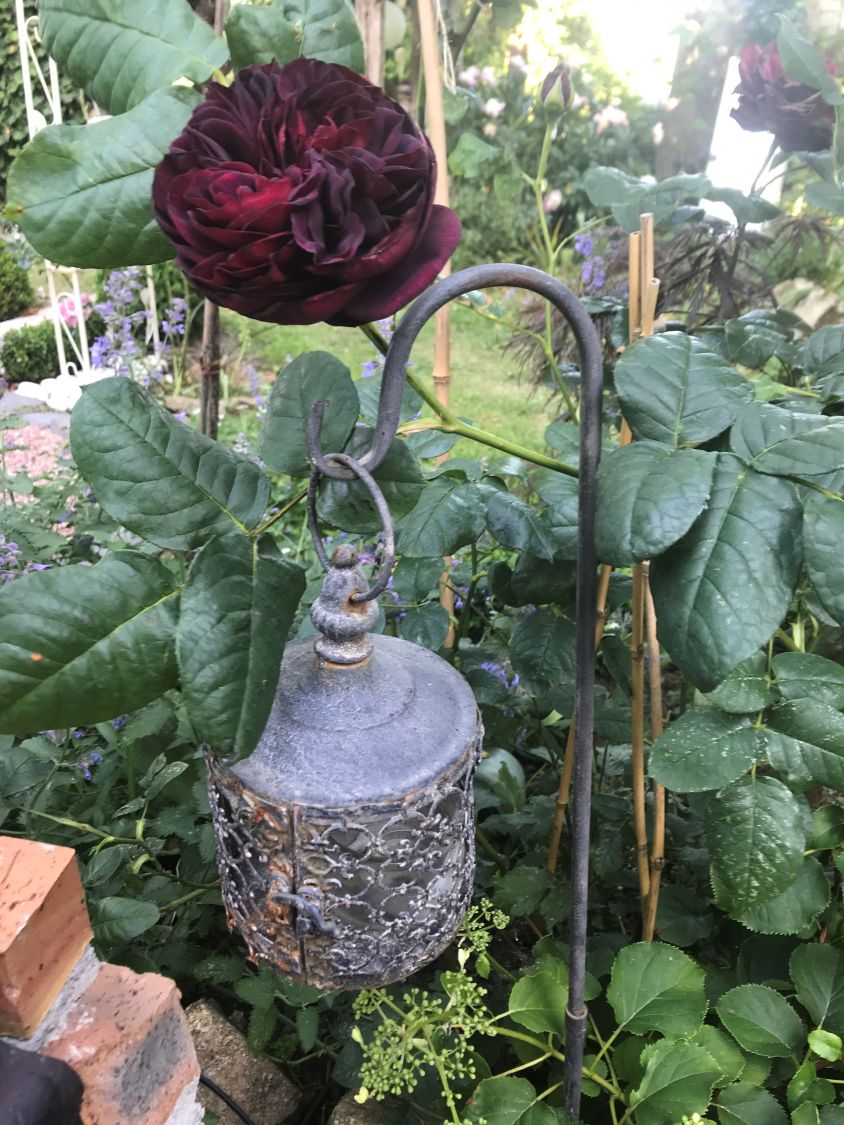 Strauchrose 'Astrid Gräfin von Hardenberg' ® - Rosa 'Astrid Gräfin von Hardenberg' ®