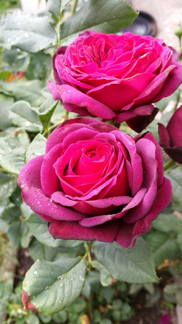 Strauchrose 'Astrid Gräfin von Hardenberg' ® - Rosa 'Astrid Gräfin von Hardenberg' ®