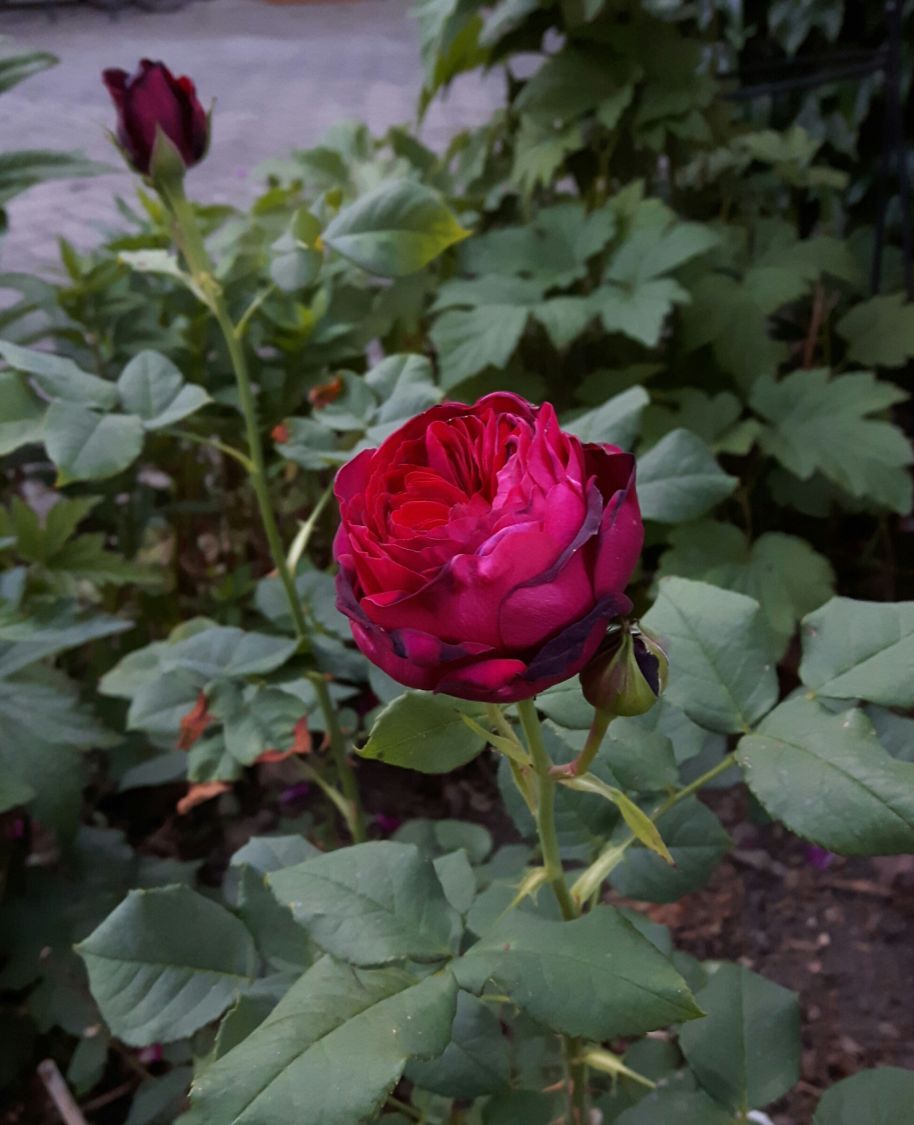 Strauchrose 'Astrid Gräfin von Hardenberg' ® - Rosa 'Astrid Gräfin von Hardenberg' ®