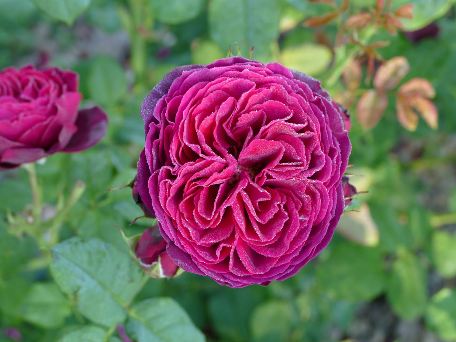 Strauchrose 'Astrid Gräfin von Hardenberg' ® - Rosa 'Astrid Gräfin von Hardenberg' ®