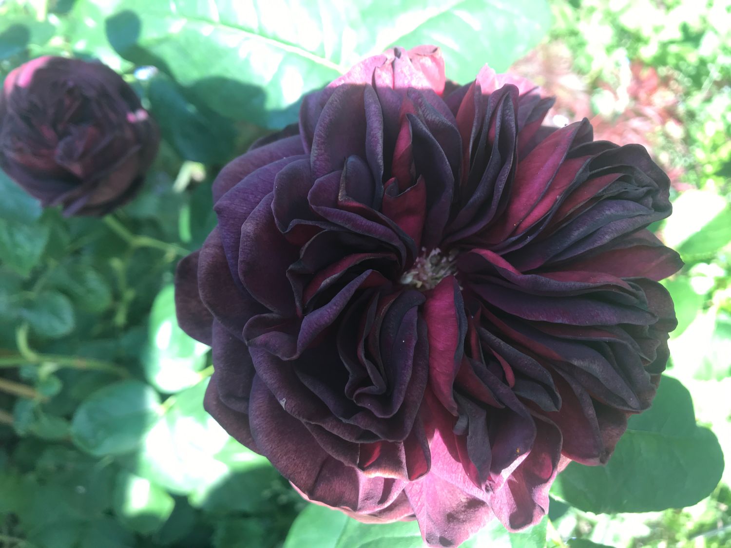 Strauchrose 'Astrid Gräfin von Hardenberg' ® - Rosa 'Astrid Gräfin von Hardenberg' ®