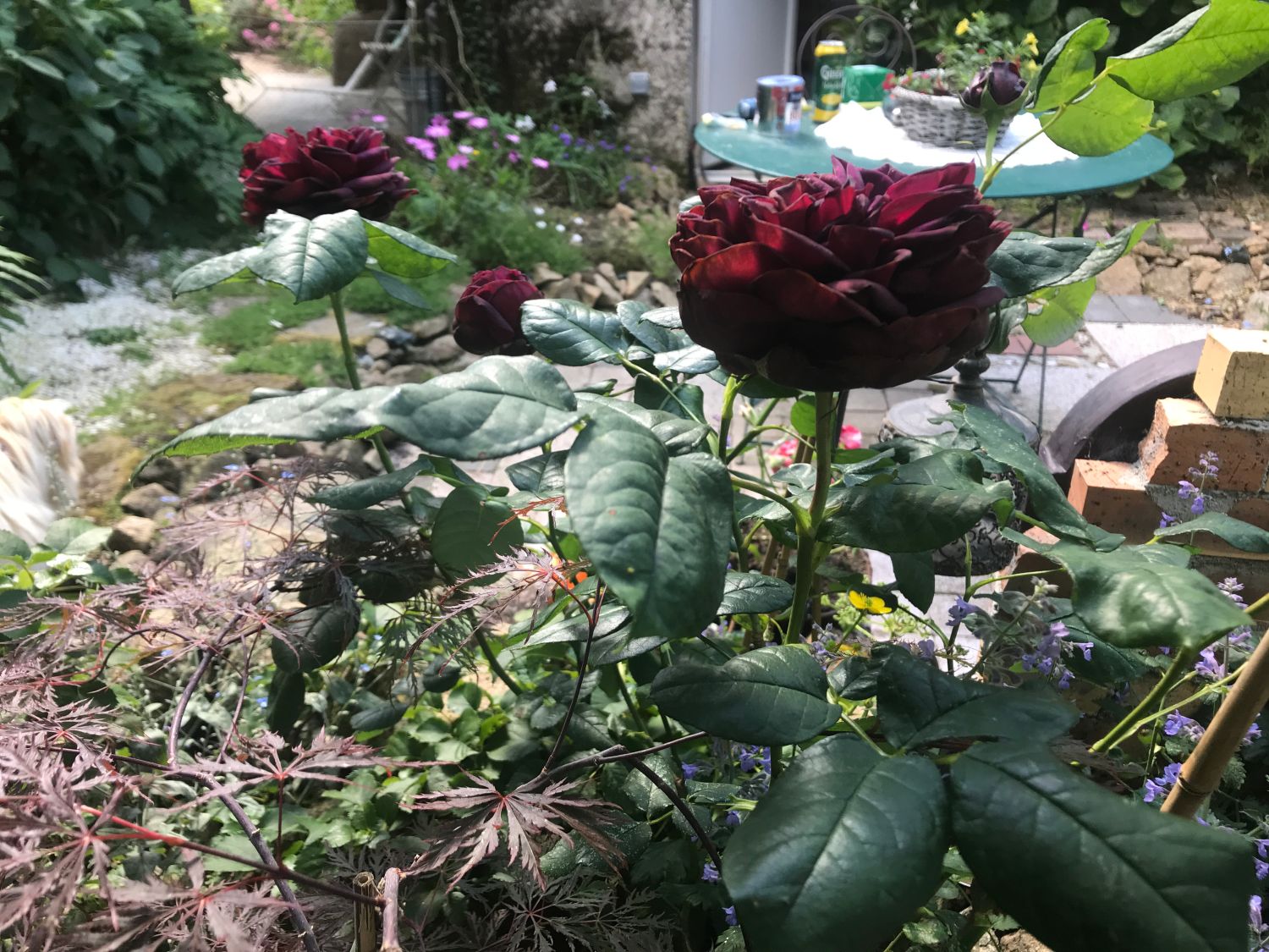 Strauchrose 'Astrid Gräfin von Hardenberg' ® - Rosa 'Astrid Gräfin von Hardenberg' ®