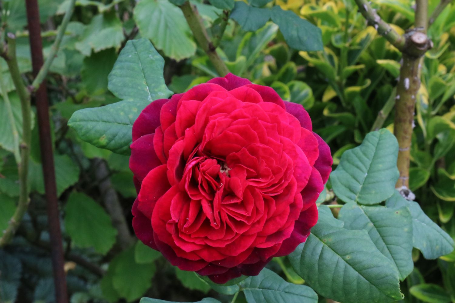 Strauchrose 'Astrid Gräfin von Hardenberg' ® - Rosa 'Astrid Gräfin von Hardenberg' ®