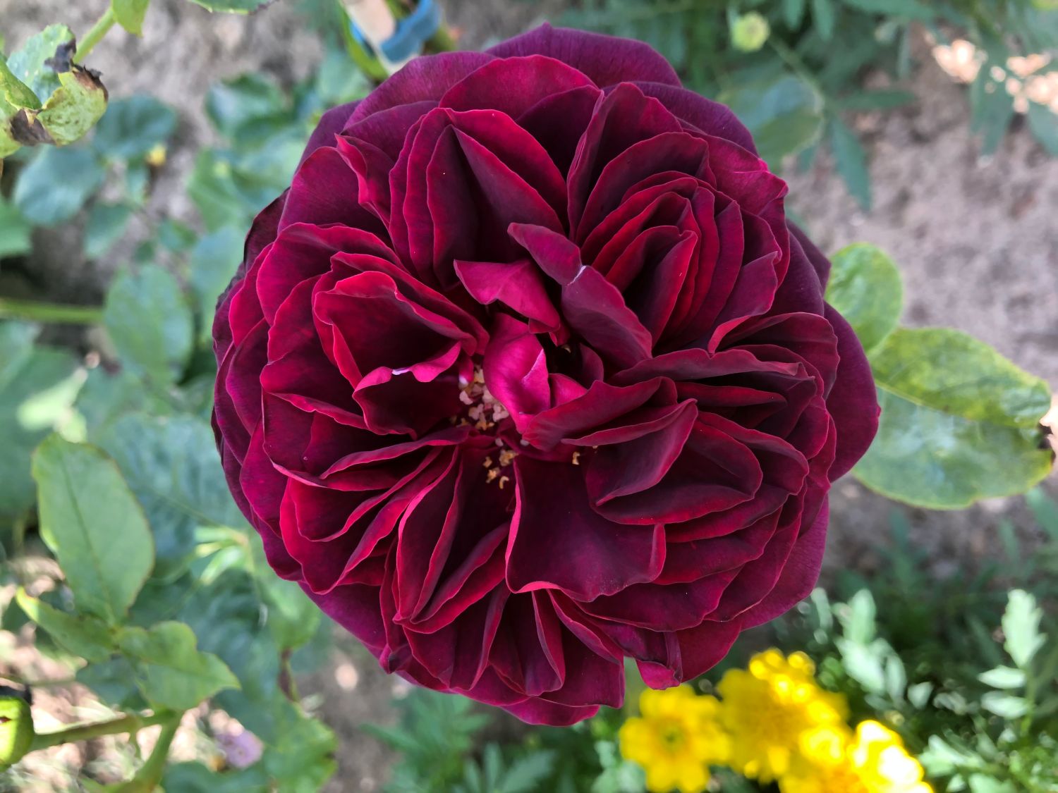 Strauchrose 'Astrid Gräfin von Hardenberg' ® - Rosa 'Astrid Gräfin von Hardenberg' ®