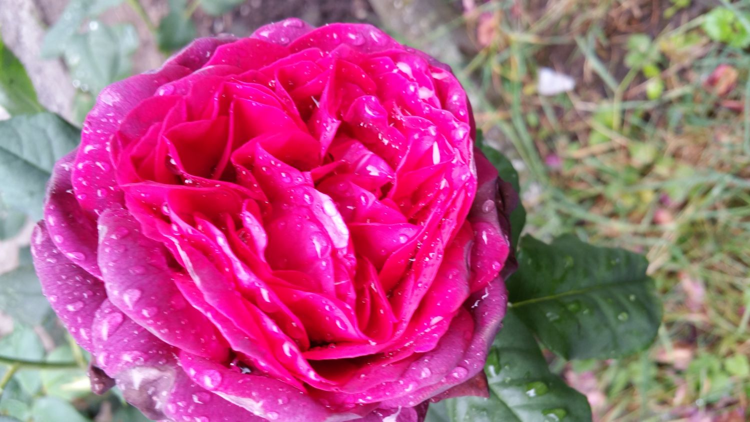 Strauchrose 'Astrid Gräfin von Hardenberg' ® - Rosa 'Astrid Gräfin von Hardenberg' ®